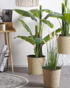 Sedia Rattan Nero CANORA -Beliani undef src sa picid 774436 type color image